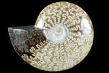 Polished, Agatized Ammonite (Cleoniceras) - Madagascar #88084-1